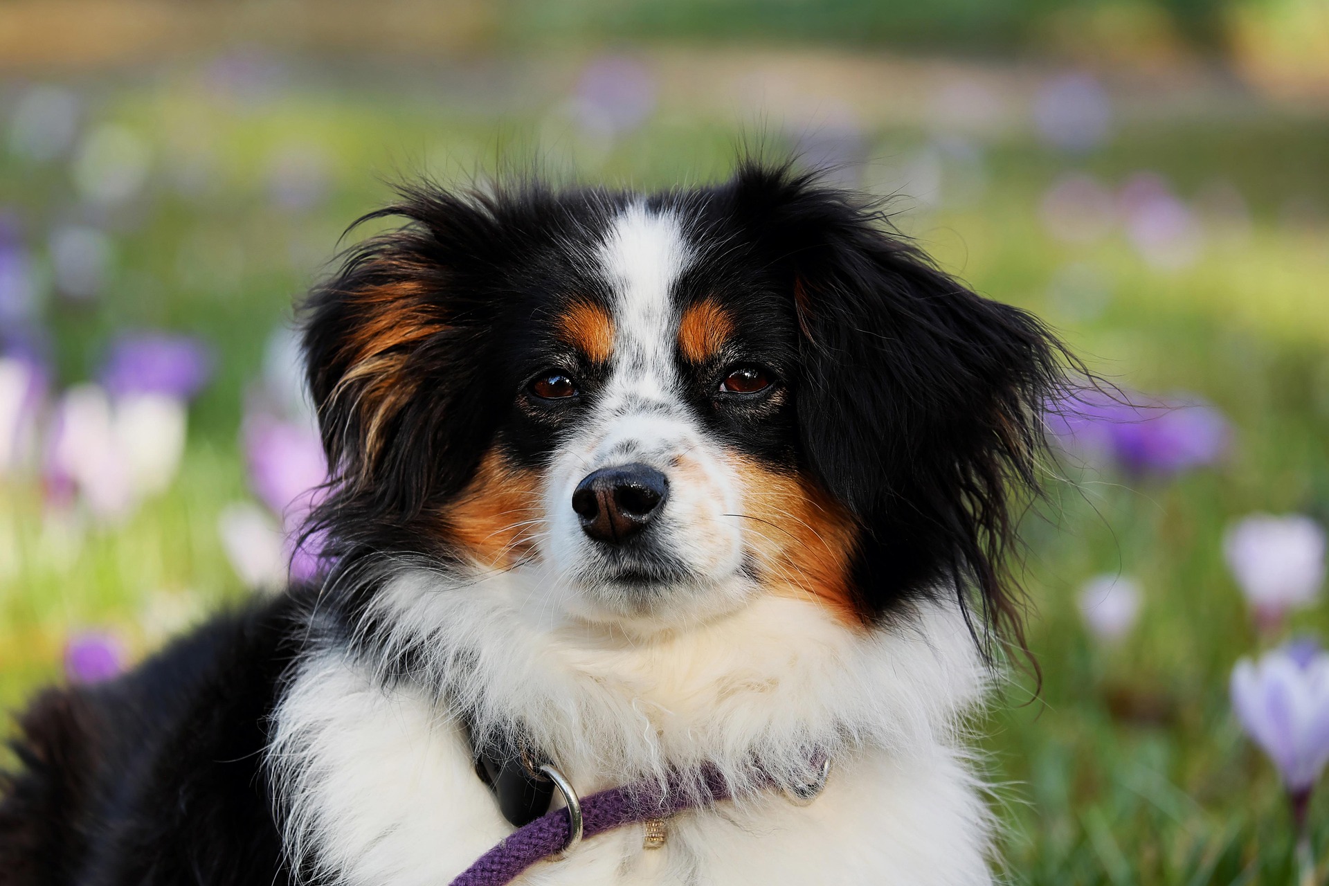 Happy Dog